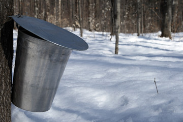 Wall Mural - pail for collecting sap to produce maple syrup