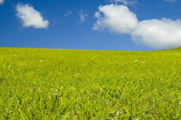 green grass with blue sky