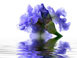 iris reflection