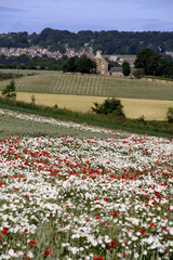 poppy, field,