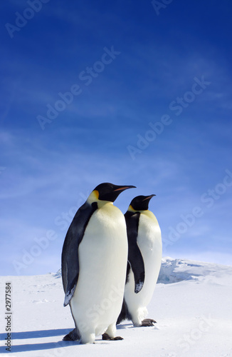 Alu-Spannrahmen - antarctic wildlife (von Jan Will)