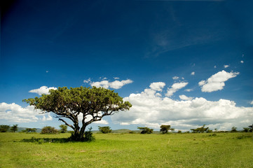 african tree