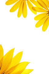 Fotomurales - blank white page decorated with natural sunflower