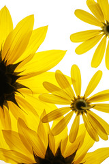Fotomurales - sunflowers on white background