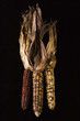 multicolored indian corn.