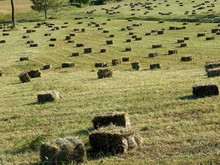 Hay Bales In The Field