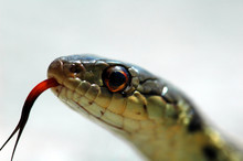 Closeup Of A Snake's Head And Tongue