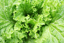 Fresh Lettuce