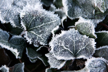 Frosted Ivy Leaves