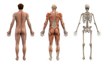 Anatomical Overlays - Adult Male - Back View