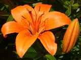 orange tiger lily