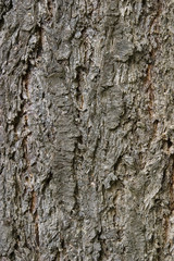 tree bark detail