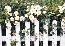 Garden Surrounded By Beautiful White, Wooden Picket Fence And White Roses