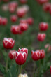 tulips field ii
