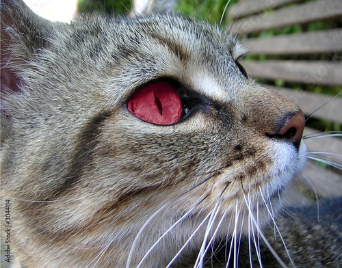 Chat Aux Yeux Rouges Buy This Stock Photo And Explore Similar Images At Adobe Stock Adobe Stock Chat Aux Yeux Rouges Buy This Stock Photo And Explore Similar Images At Adobe Stock Adobe Stock