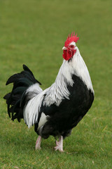 silver dorking rooster