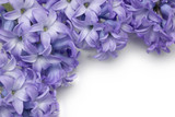 hyacinth