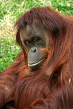 Fototapeta Zwierzęta - orang-outang