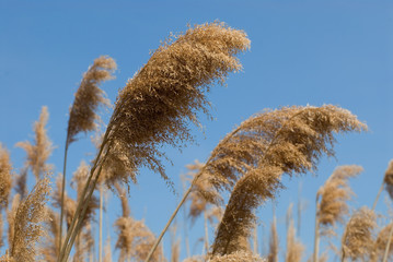 reed grass