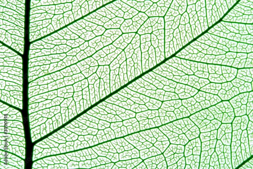 leaf texture - obrazy, fototapety, plakaty 