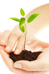 human hands and young plant