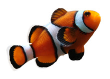 Clownfish (isolated)