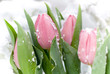 snow covered pink tulips