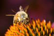 bumble bee on an echinacea