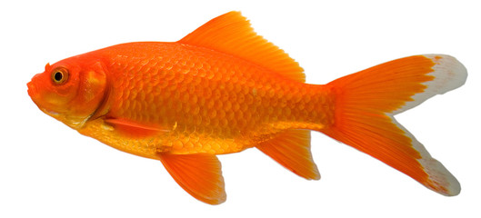 comet, a type of goldfish, isolated on a white background