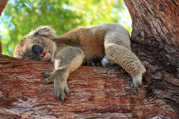 australien_07_ 0150