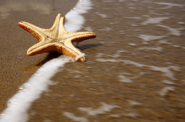 estrella de mar