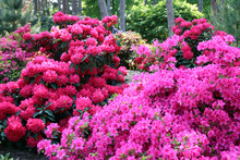 Rhododendron En Sous Bois