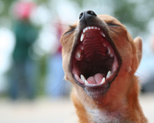 Tiny Chihuahua With Mouth Wide Open, Showing Teeth