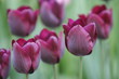violette tulpen