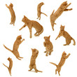Leinwandbild Motiv collection of kittens in action