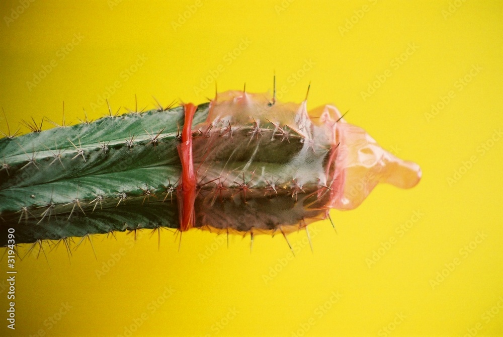 condom on a cactus Stock Photo | Adobe Stock