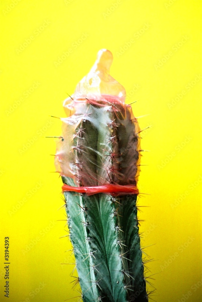 condom on a cactus Stock Photo | Adobe Stock