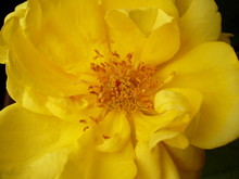 Yellow Blossom