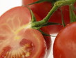 strauch tomaten nah aufnahme