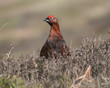 red grouse 1