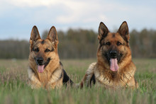 Two German Shepherds Lay In A Grass