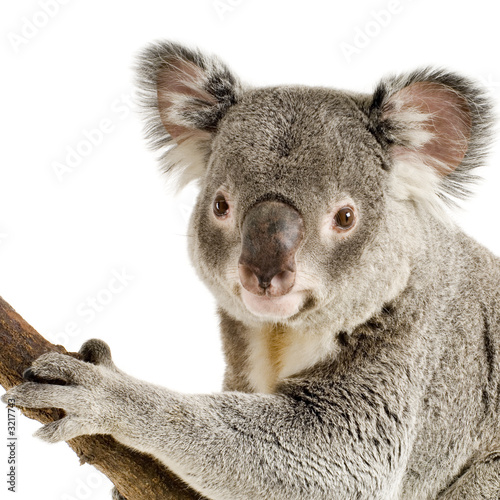 Foto-Flächenvorhang ohne Schienensystem - koala (von Eric Isselée)