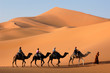 canvas print picture - camel caravan in the sahara desert