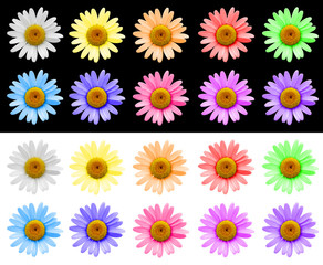 Canvas Print - marguerites multicolores