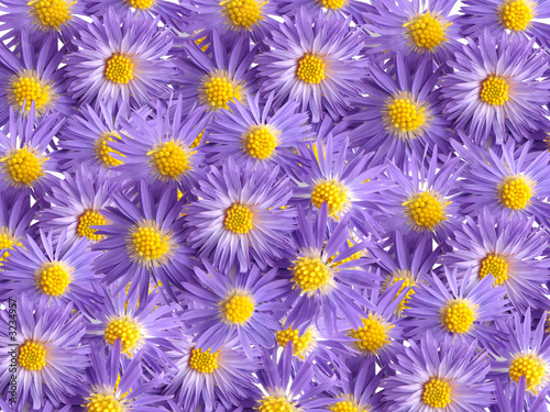 Naklejka - mata magnetyczna na lodówkę violet flowers for decoration over background