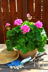 Leinwandbilder - gardening tools