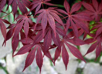 maple leaves