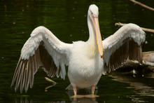 Pelican With Opened Wings