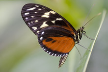 Butterfly - Heliconius Hecale
