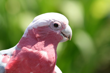 red and grey parrot head